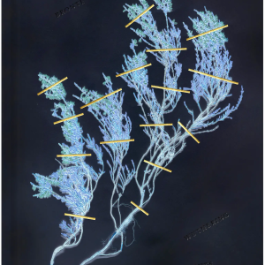 Wuthering Heights Wuthering Heights